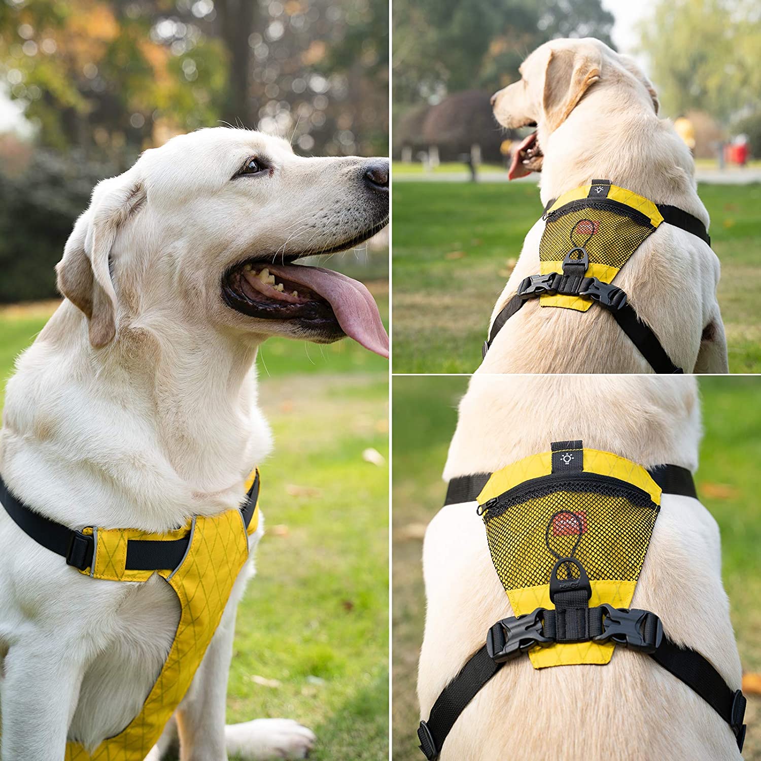 Dog Harness in Use
