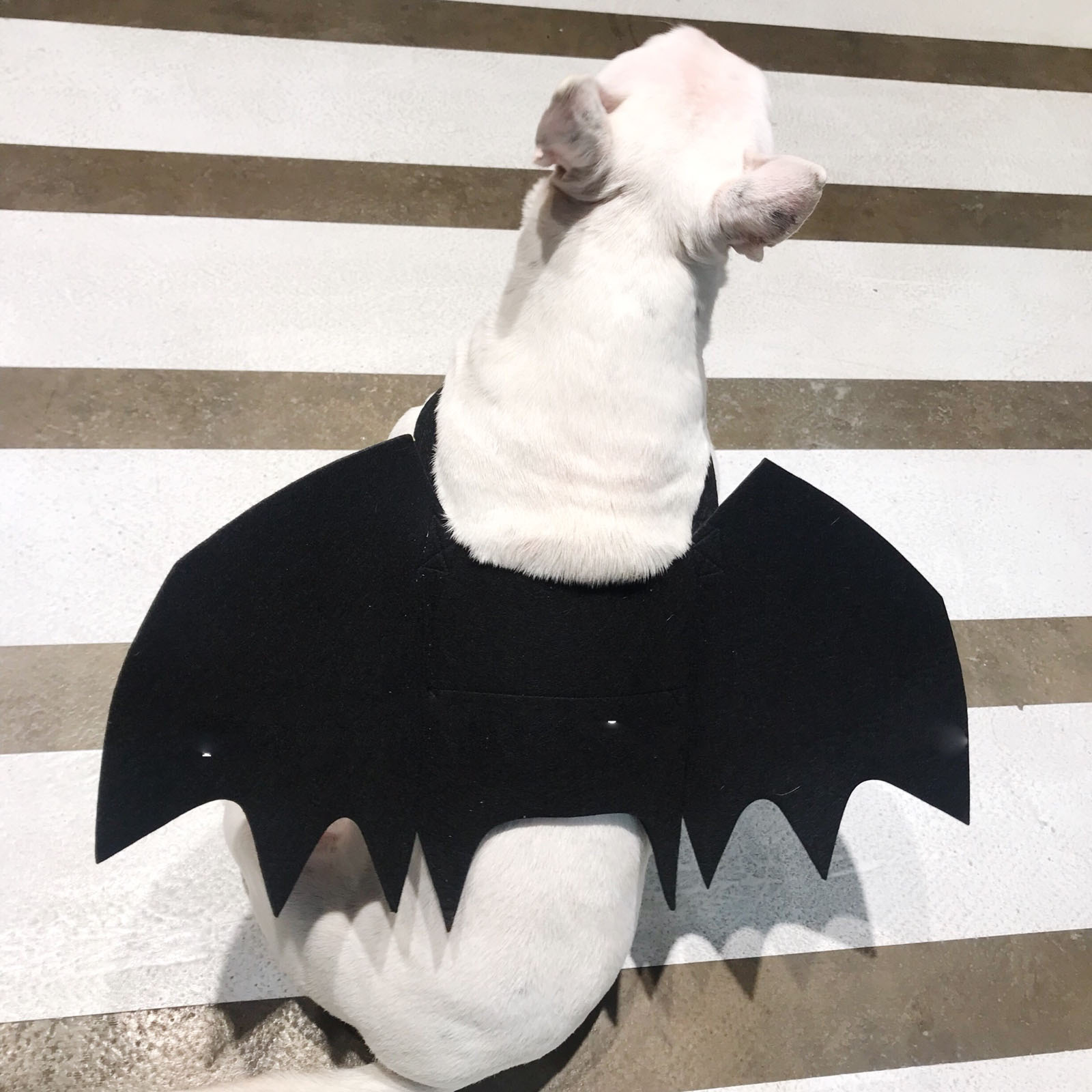 Adorable Pet with Bat Wings