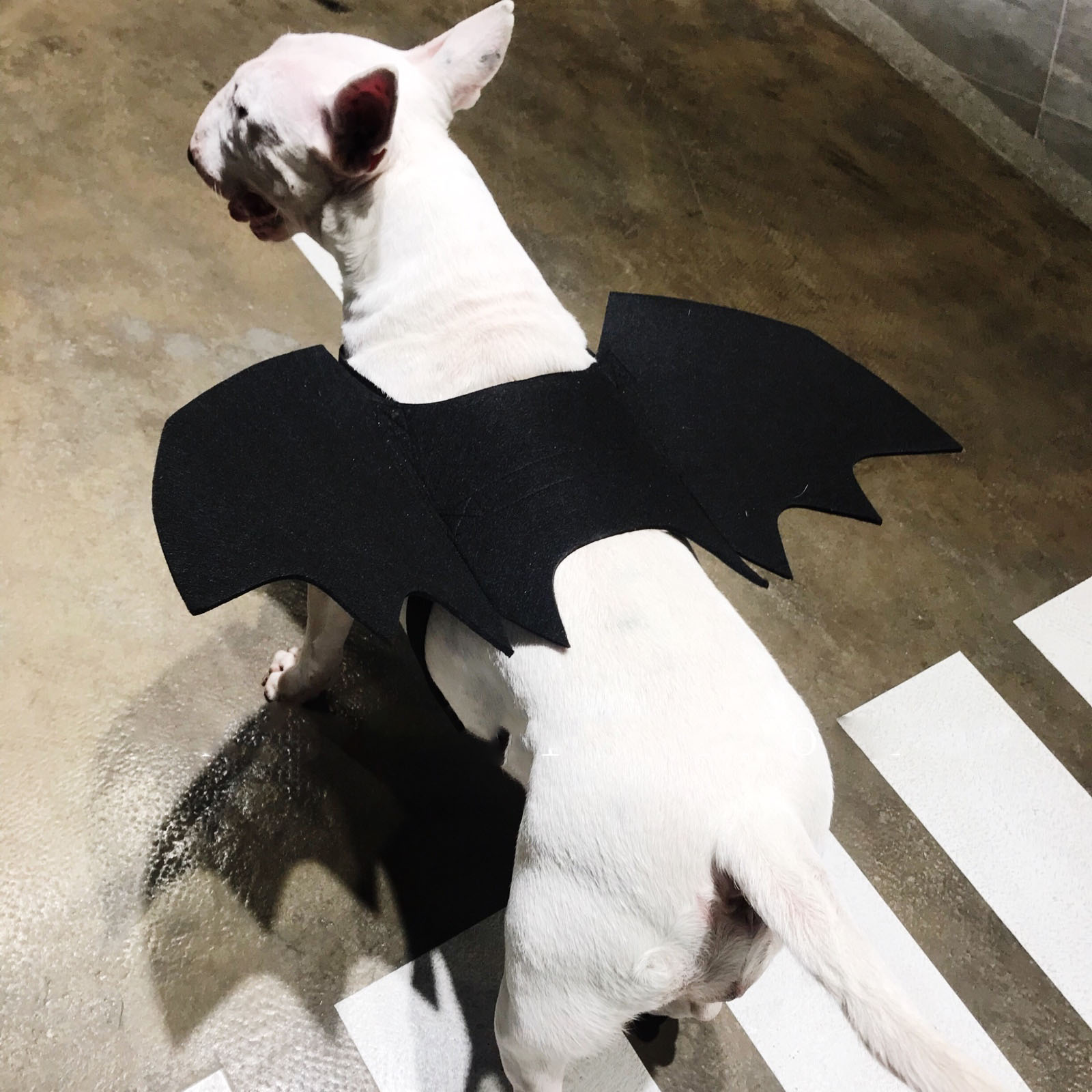 Cute Dog in Bat Wings