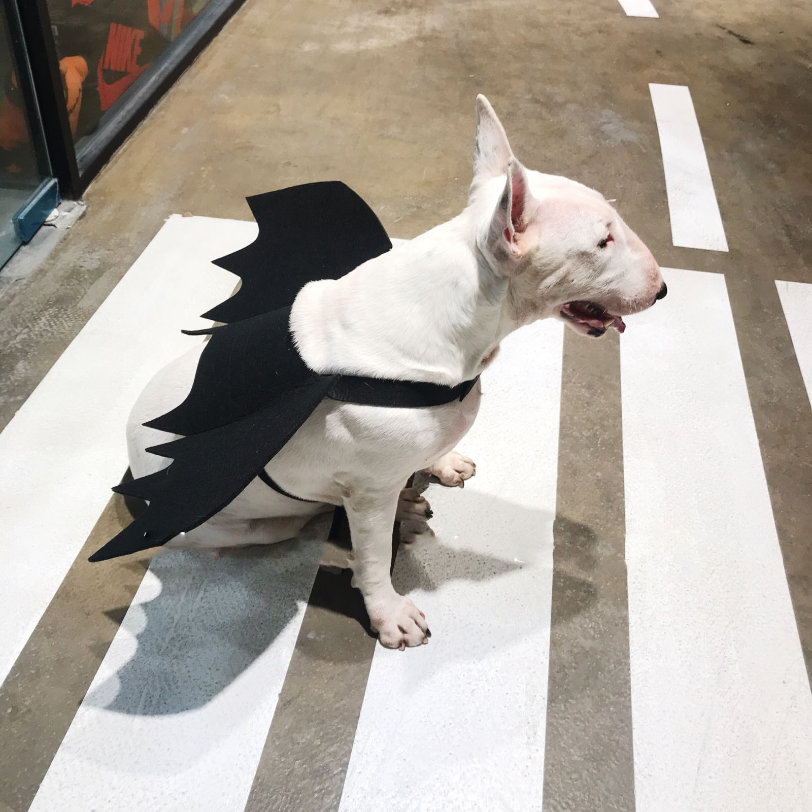 Bat Wings for Dogs