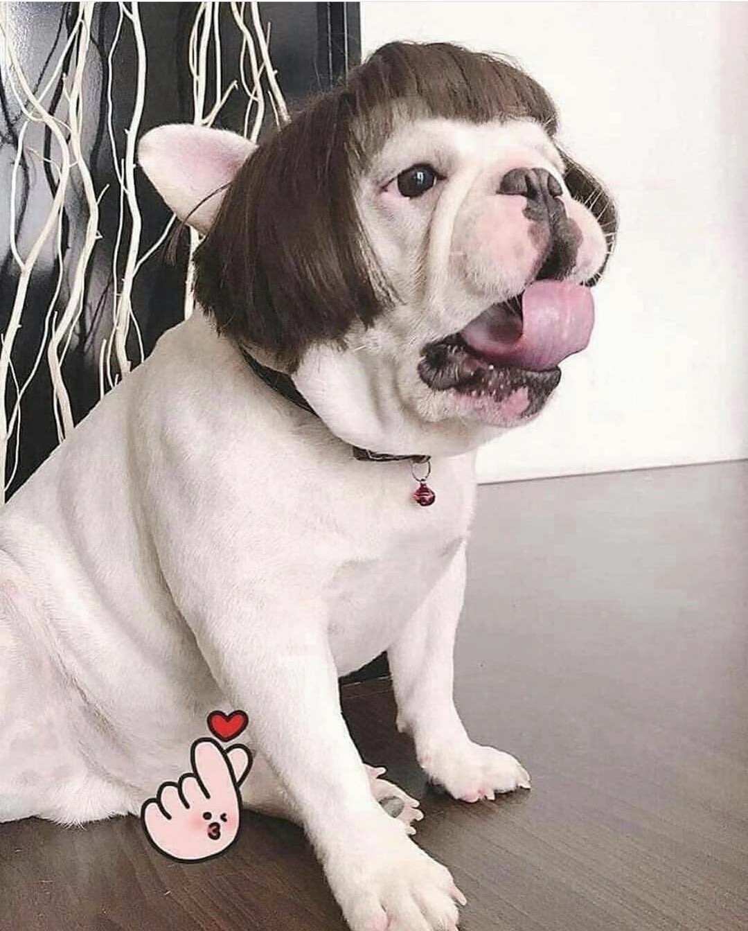Cat Wig Playful Style