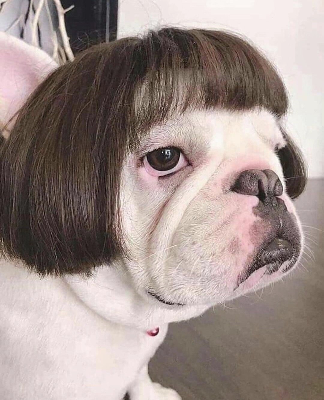 Cat Wig Yellow