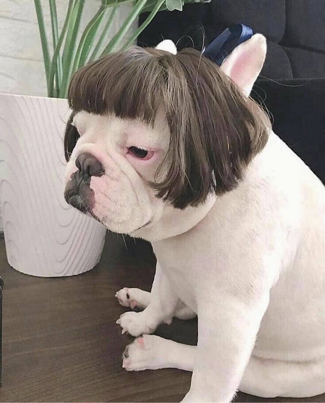 Cat Wig Natural Color