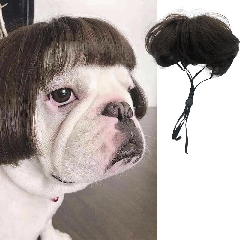 Cat Wig Fashion Statement