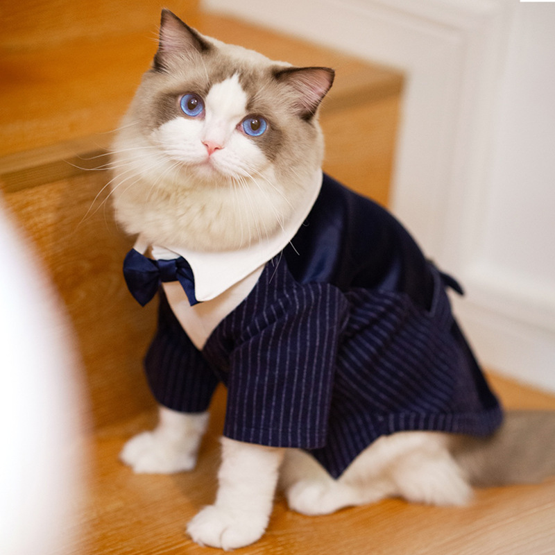 Pet wearing Dog Suit Dress