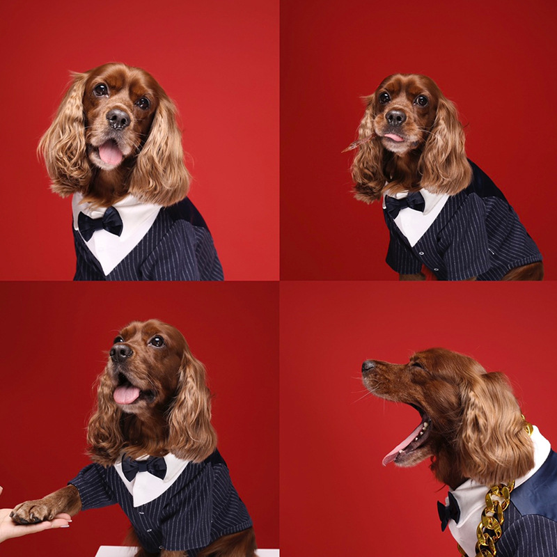 Cute pet in Dog Suit Dress