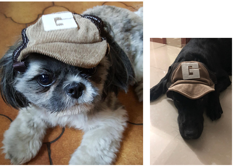 Dog Hat in Action