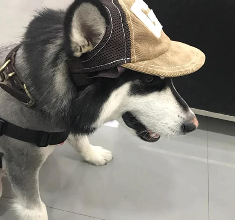 Dog Hat in Blue Color