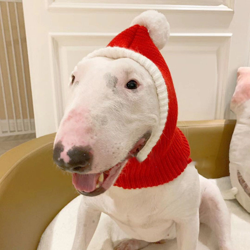 Stylish pet wearing red hat