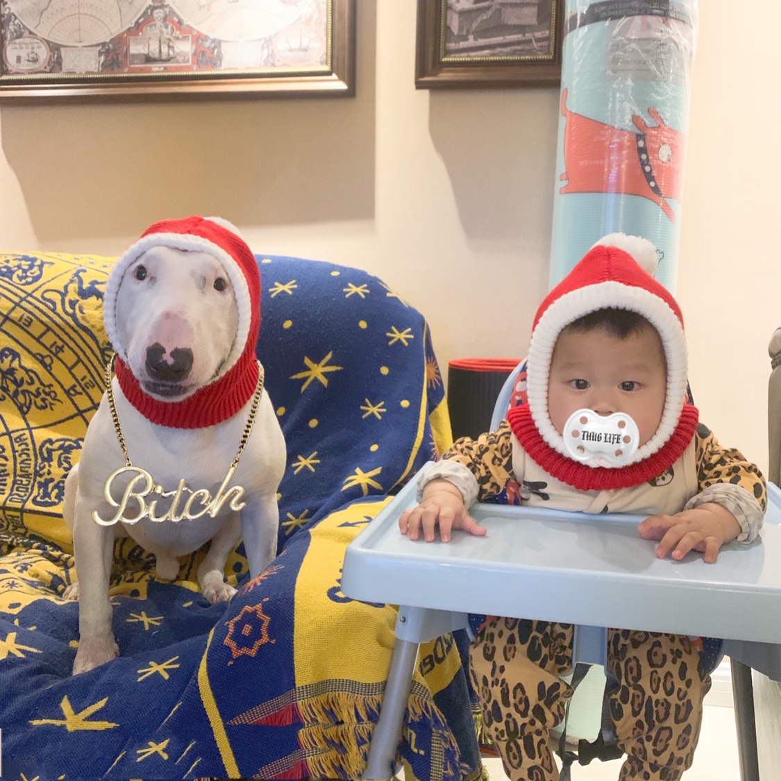 Adorable pet with woolen hat