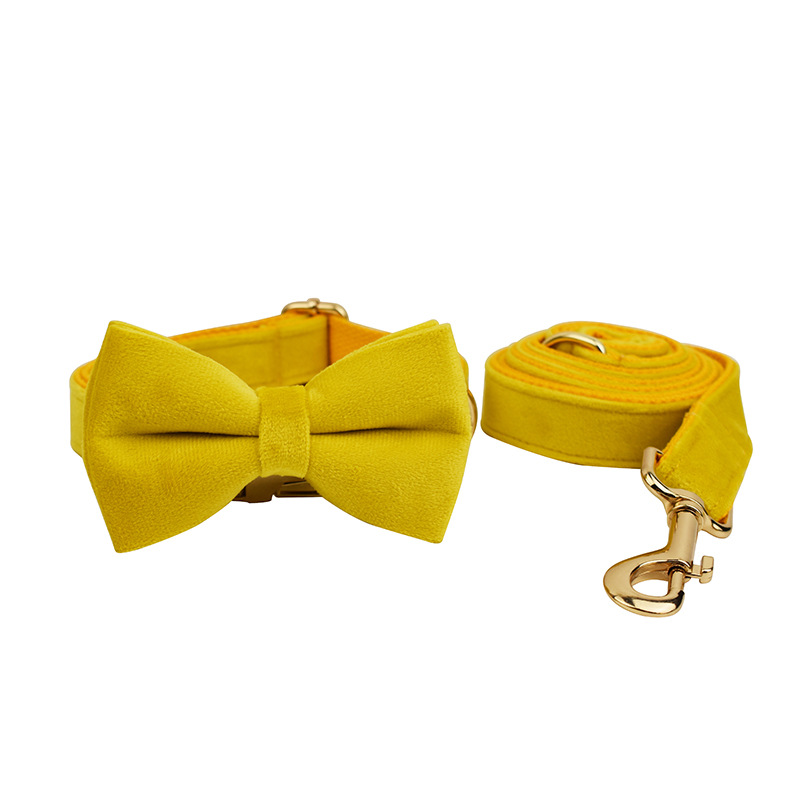 Stylish Dog with Collar and Rope