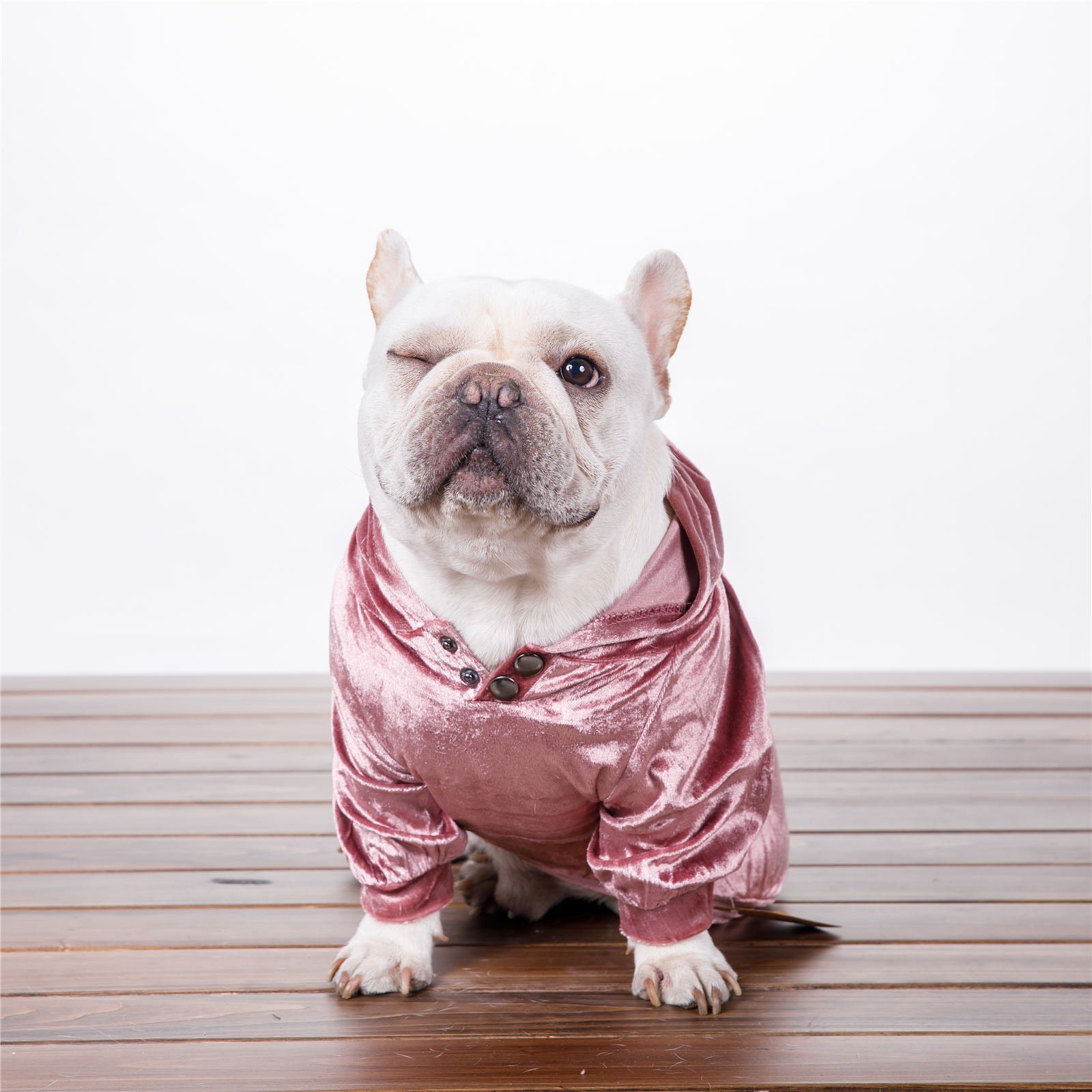 Happy Pet in Hoodie