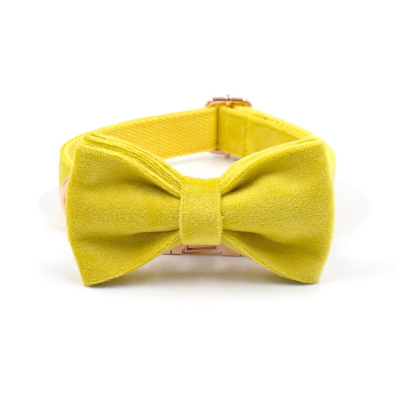 Stylish Dog Collar in Yellow Velvet