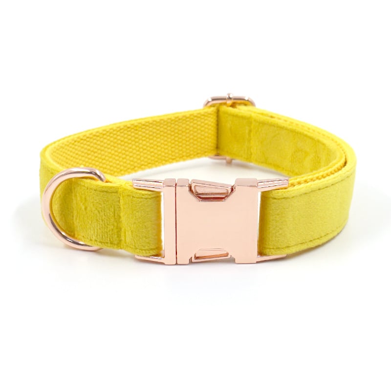 Cute Dog with Bow Tie Collar