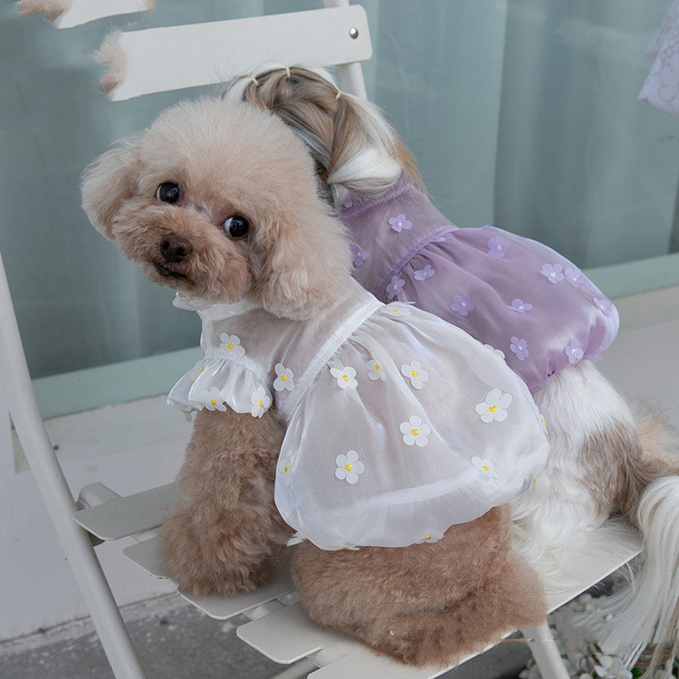 Dog in Purple Skirt