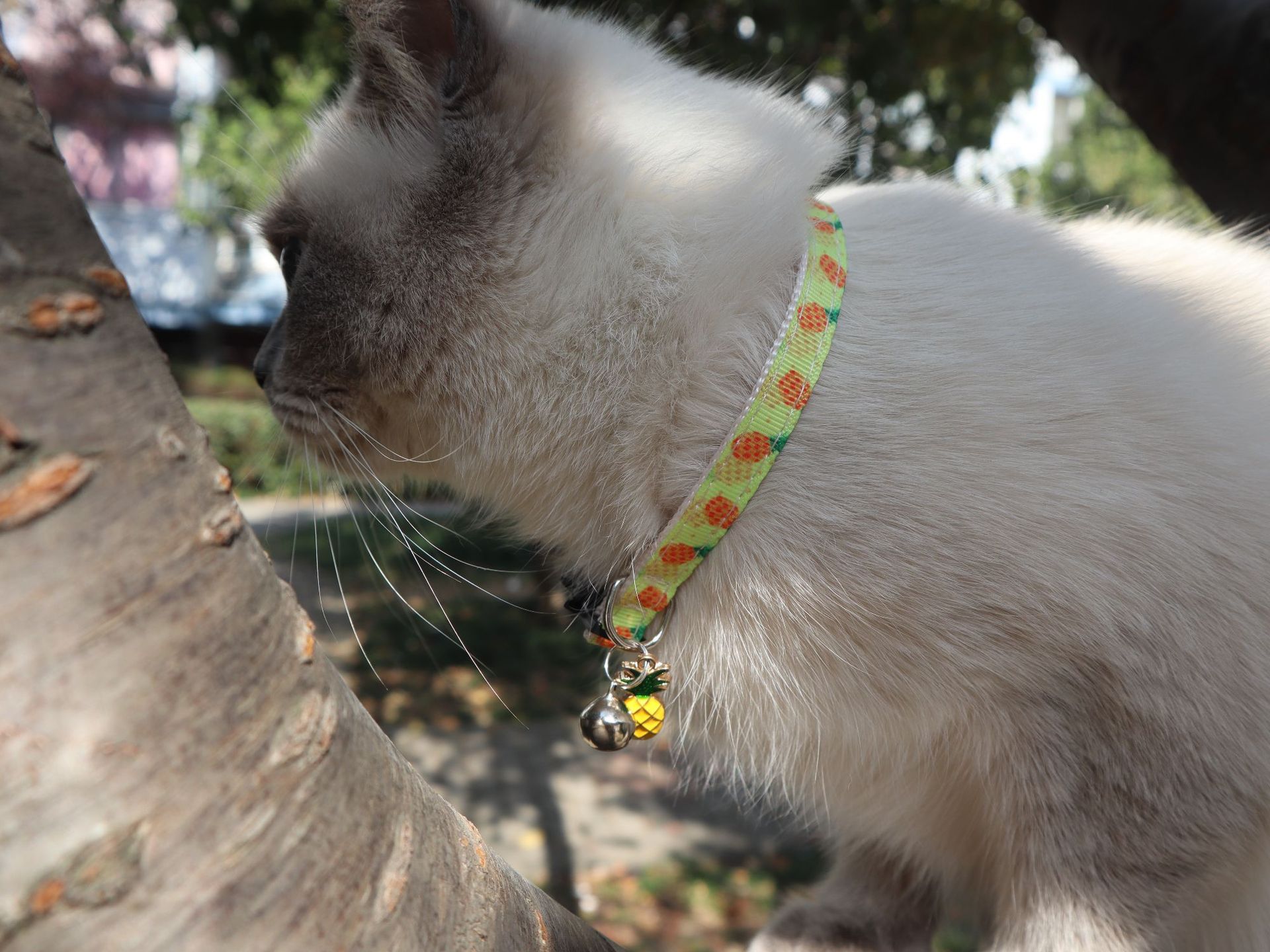 Fruit Cat Collar Image 7