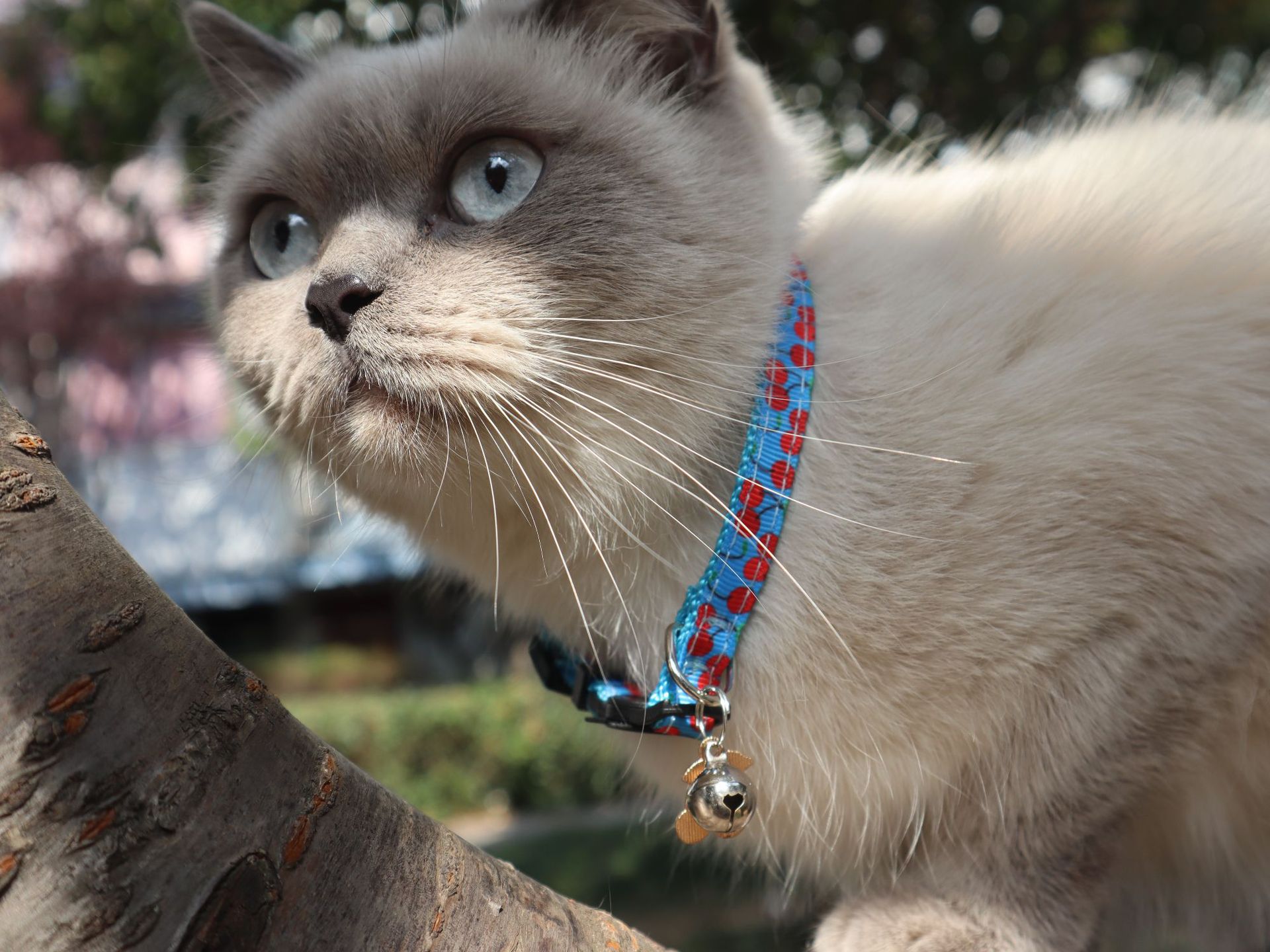 Fruit Cat Collar Image 6