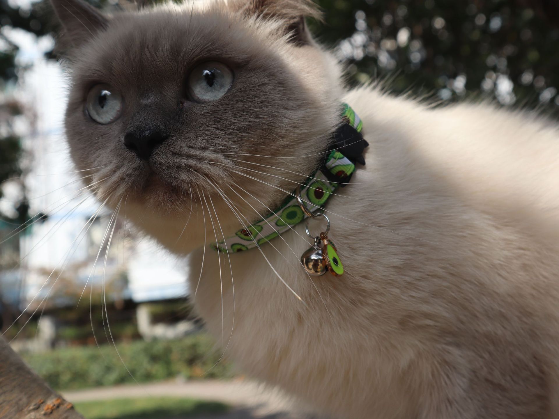Fruit Cat Collar Image 4