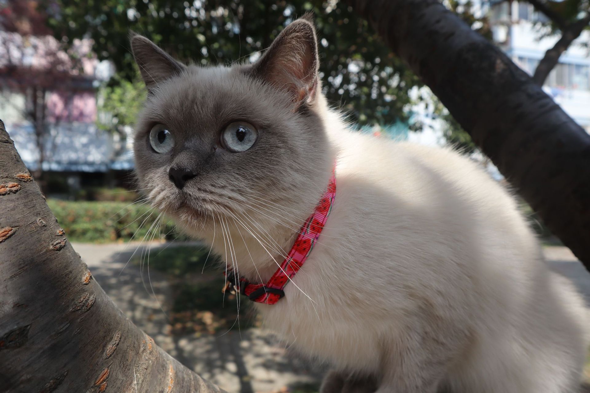 Fruit Cat Collar Image 5