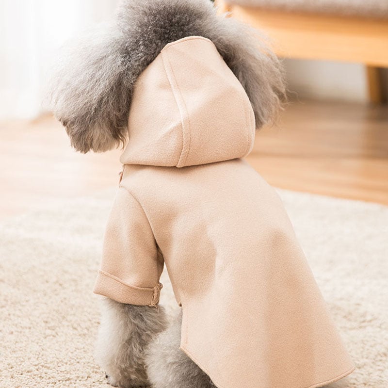 Pet in Apricot Coat