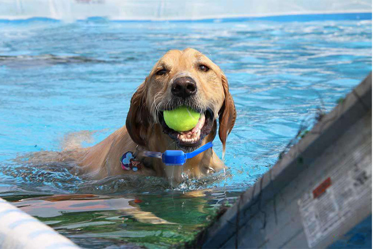 Dog Training Device Image 6