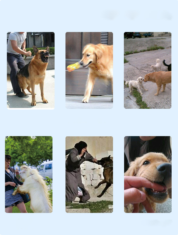 Dog Training Device Image 7