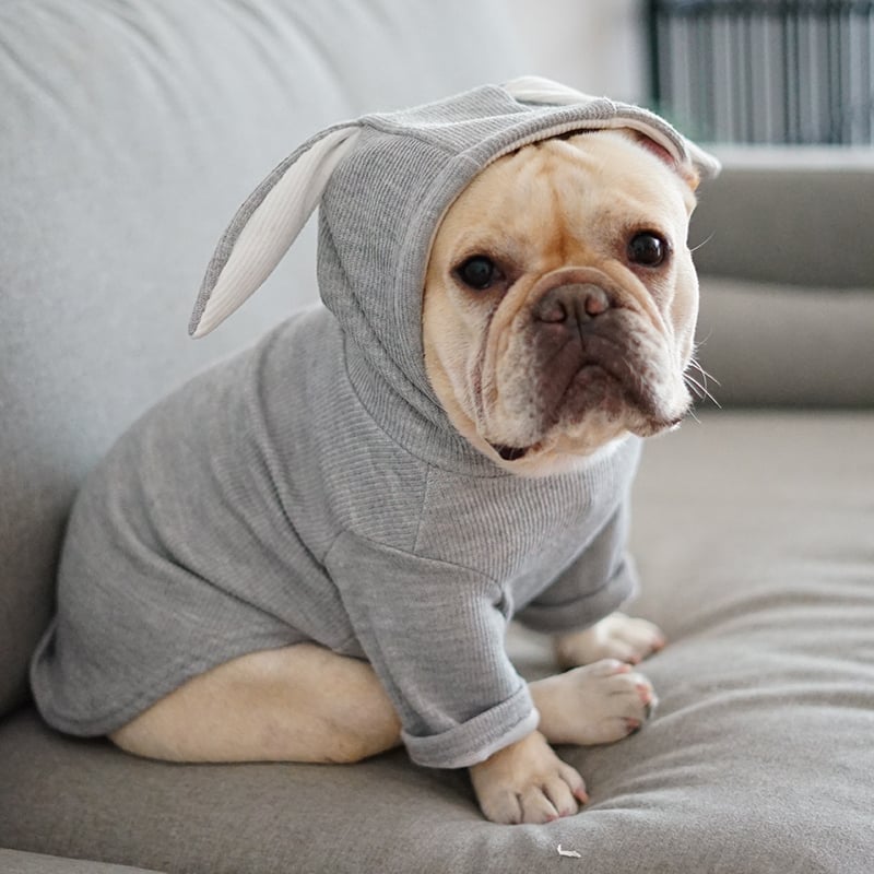 Dog Clothes 5