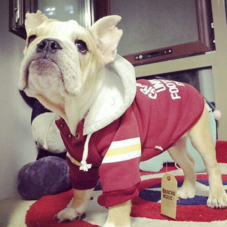 Dog in red Pullover Jacket