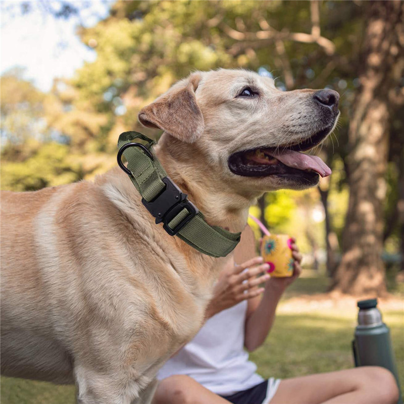 Fashion Personalized Tactical Dog Collar 5