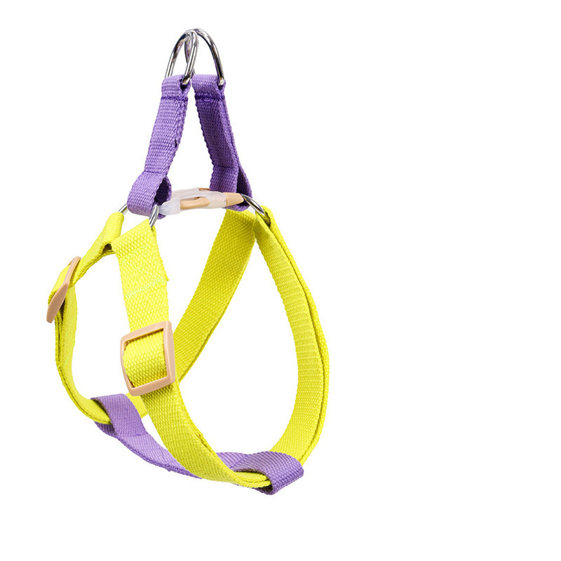 Fashionable leash for dogs