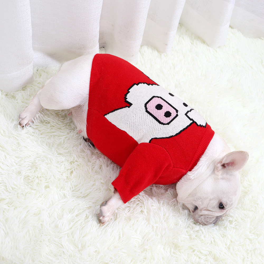 Stylish dog in a red sweater