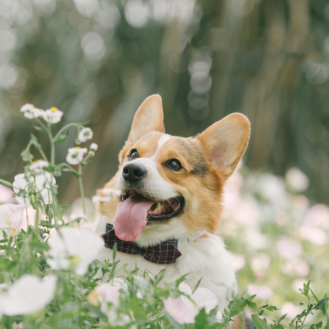 Imagem de Coleira para Cão 5