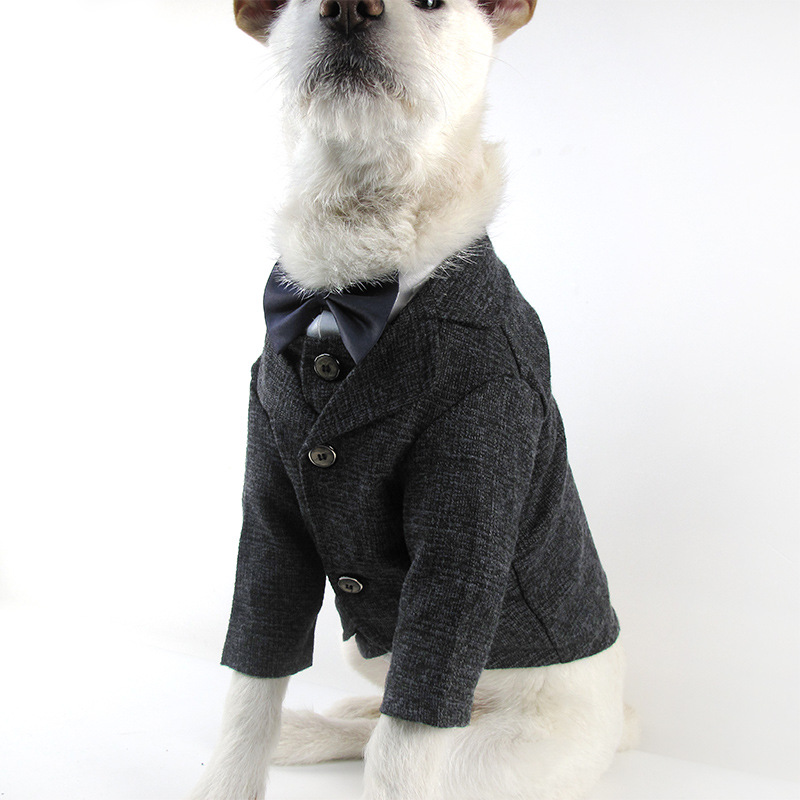 Dog Suit Image