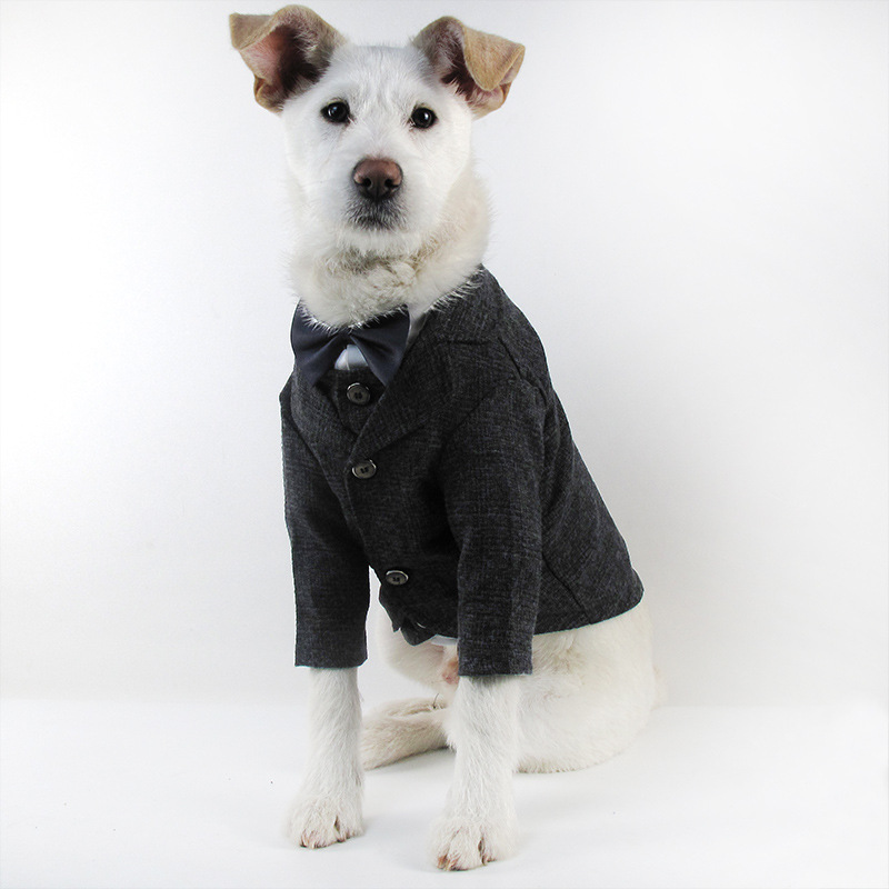 Dog Suit Image