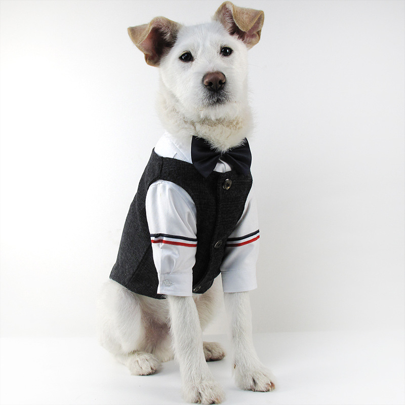 Dog Suit Image