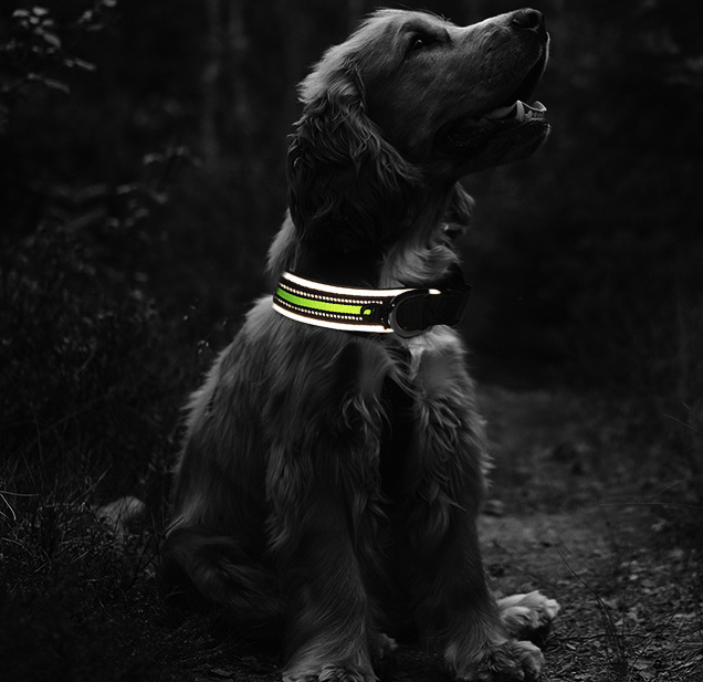Pet Collars