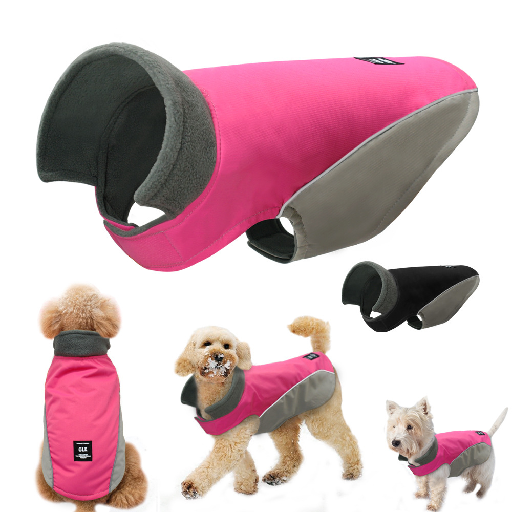 Dog ready for winter sports