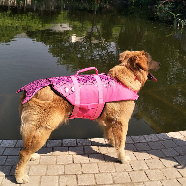 Pet in Life Jacket