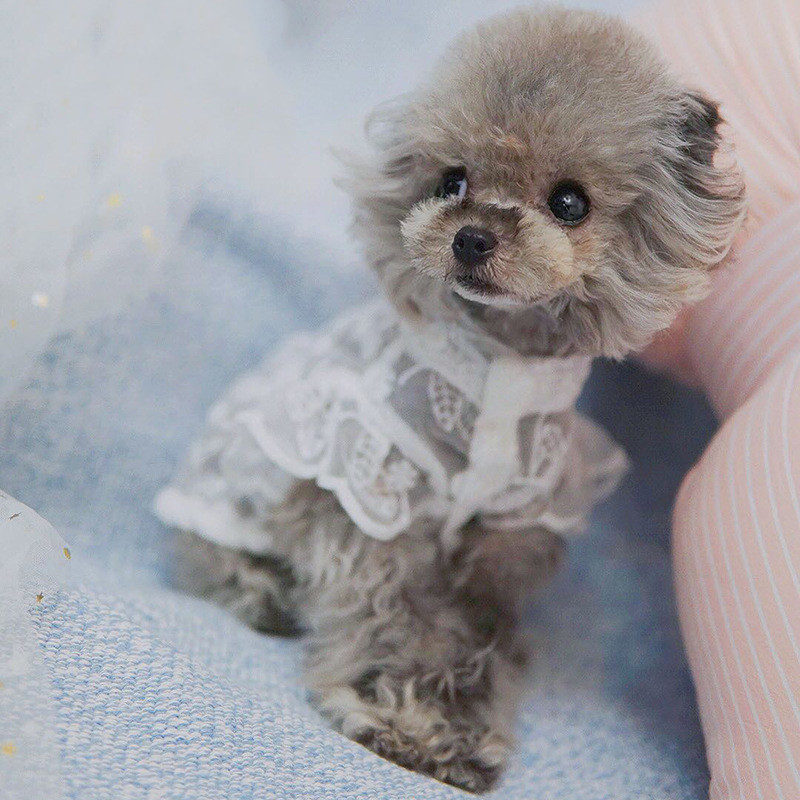Pet Skirt Image 3