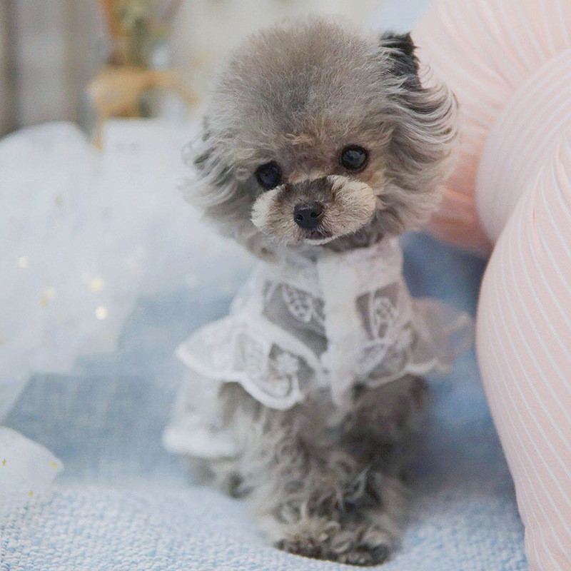 Pet Skirt Image 5