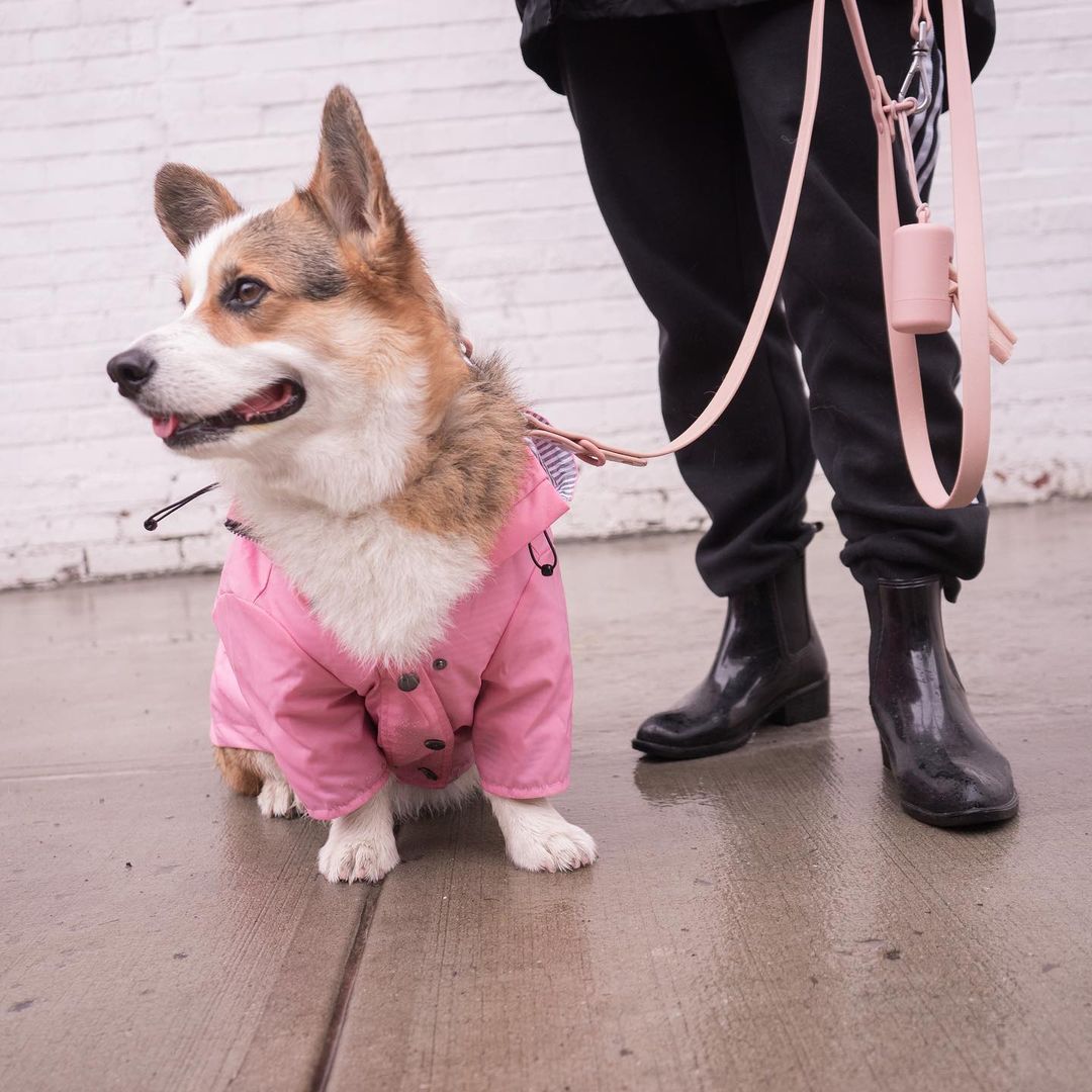 Pet raincoat in use