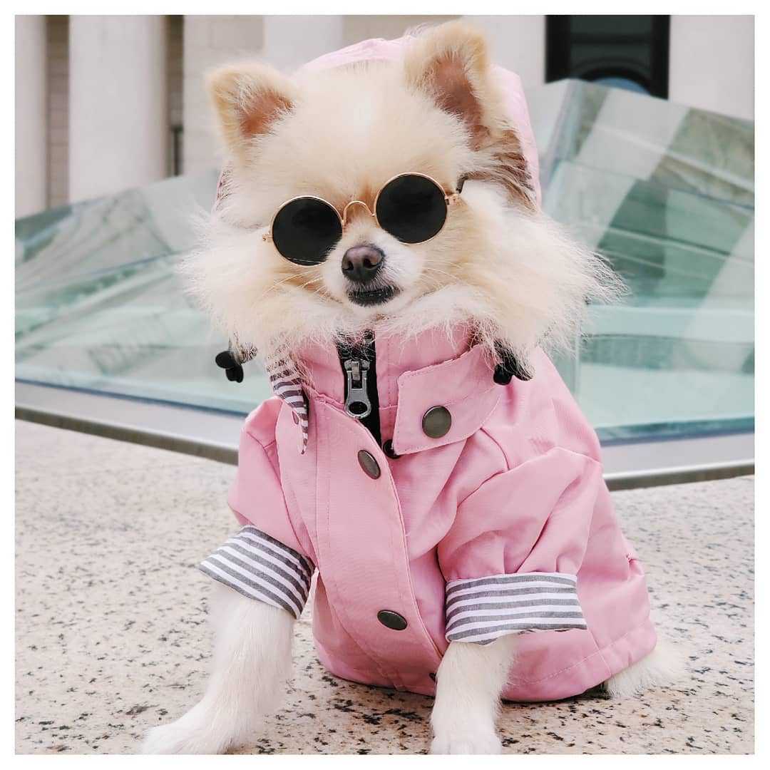 Dog wearing a stylish raincoat