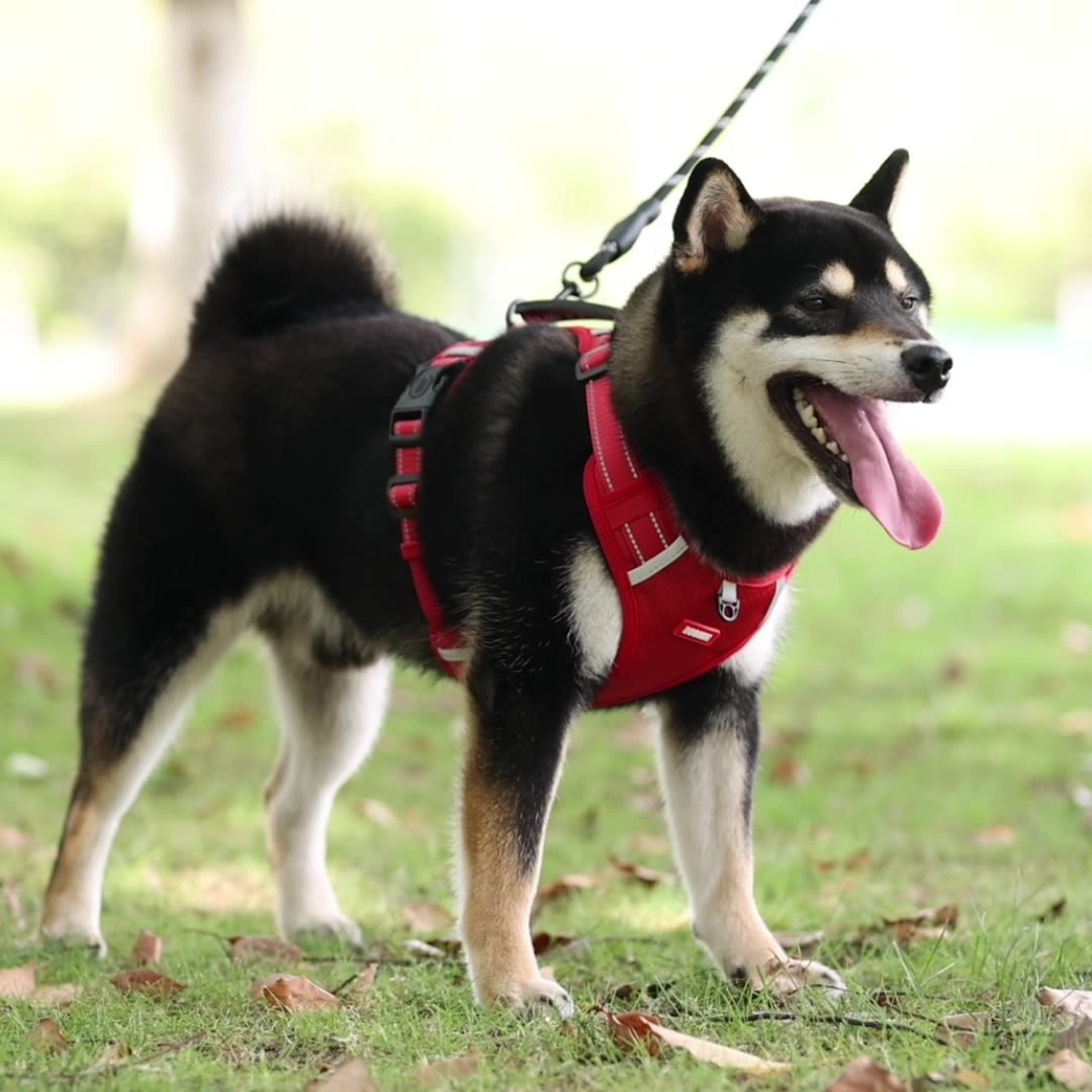 Pet Rope Vest 7