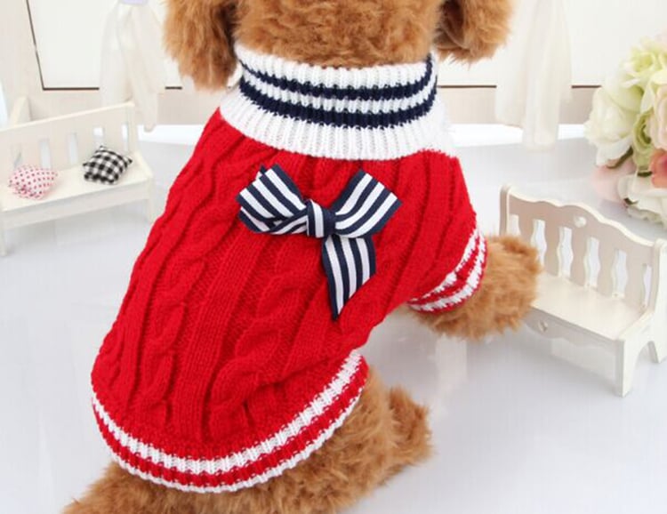 Dog in Red Sweater