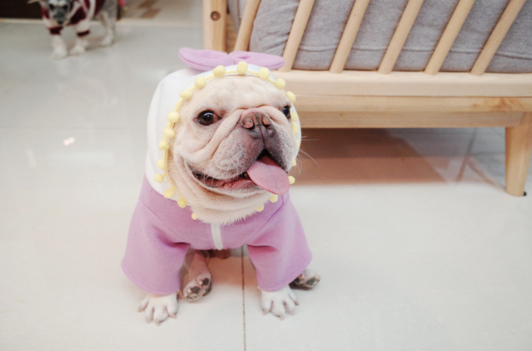 Dog in Purple Sweater
