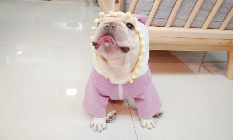 Dog Wearing Sweater