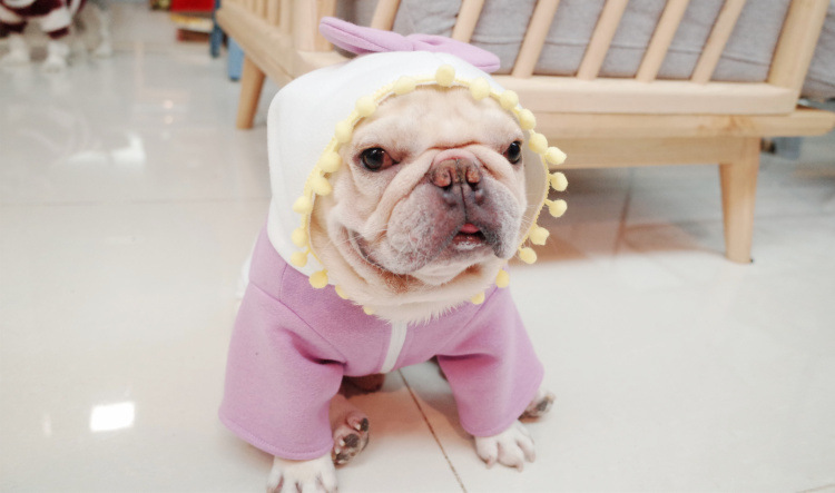 Cozy Dog Sweater