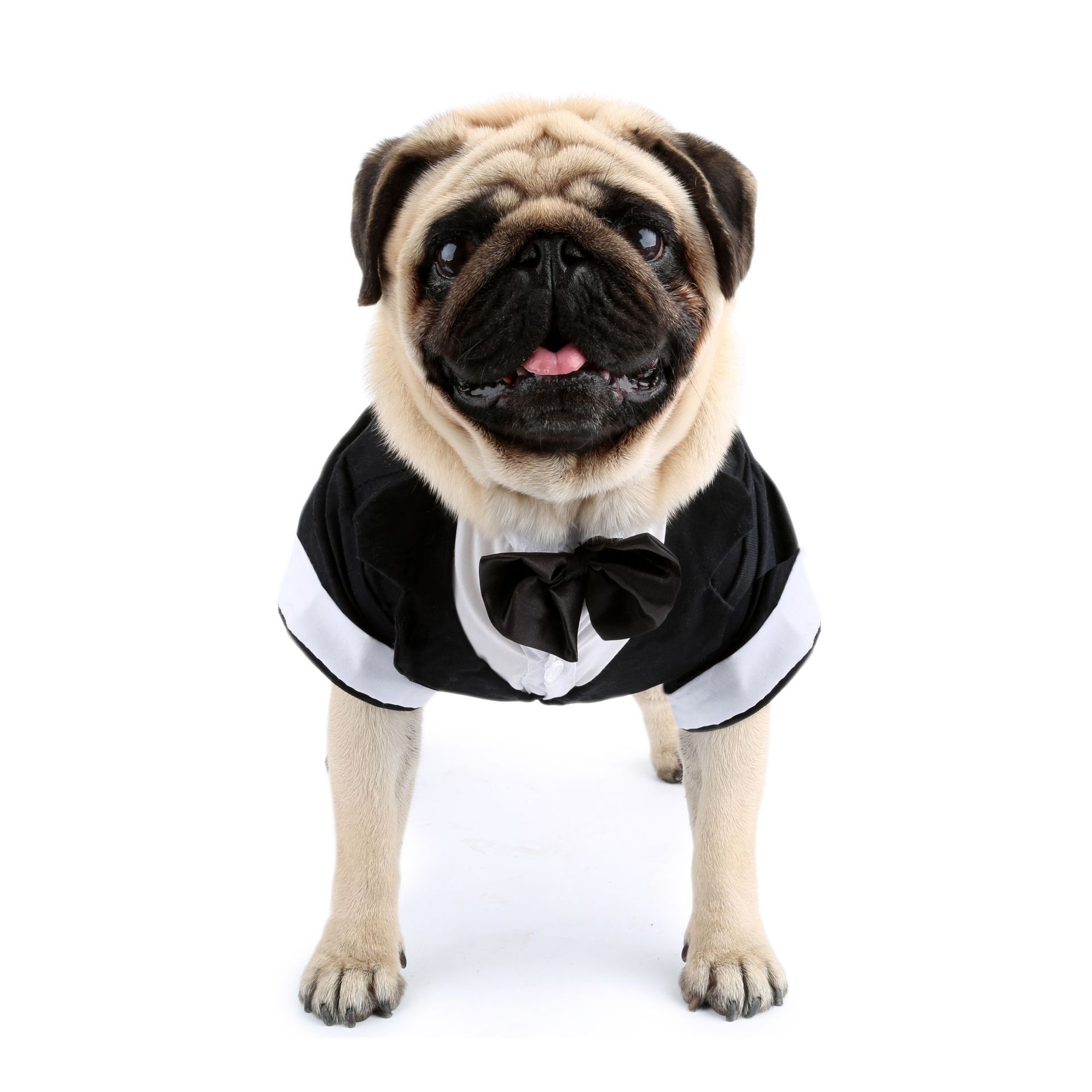 Gray Puppy Evening Dress