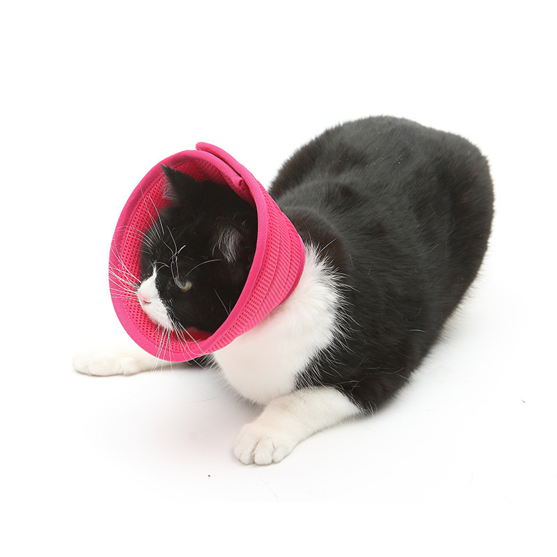 Comfortable Design for Pets