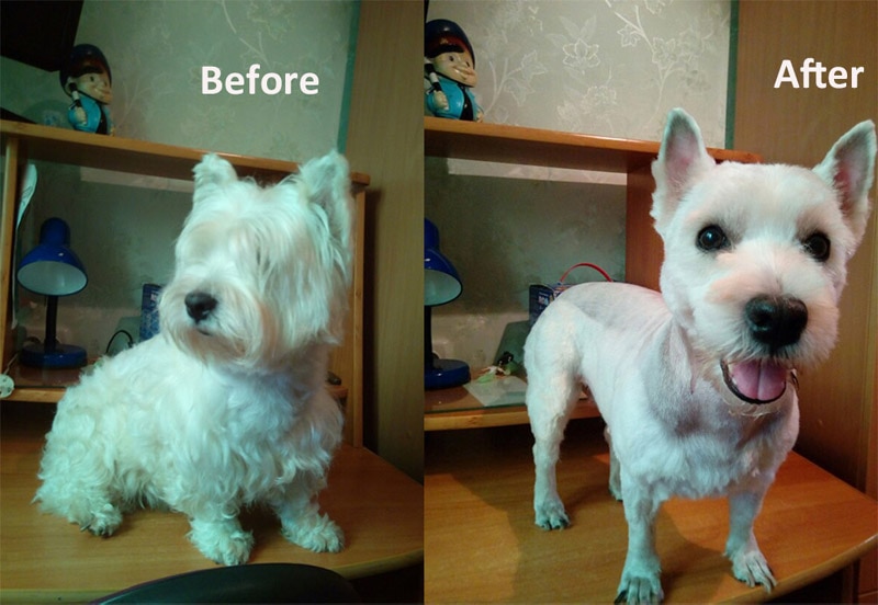 Pet Shaver Image 14
